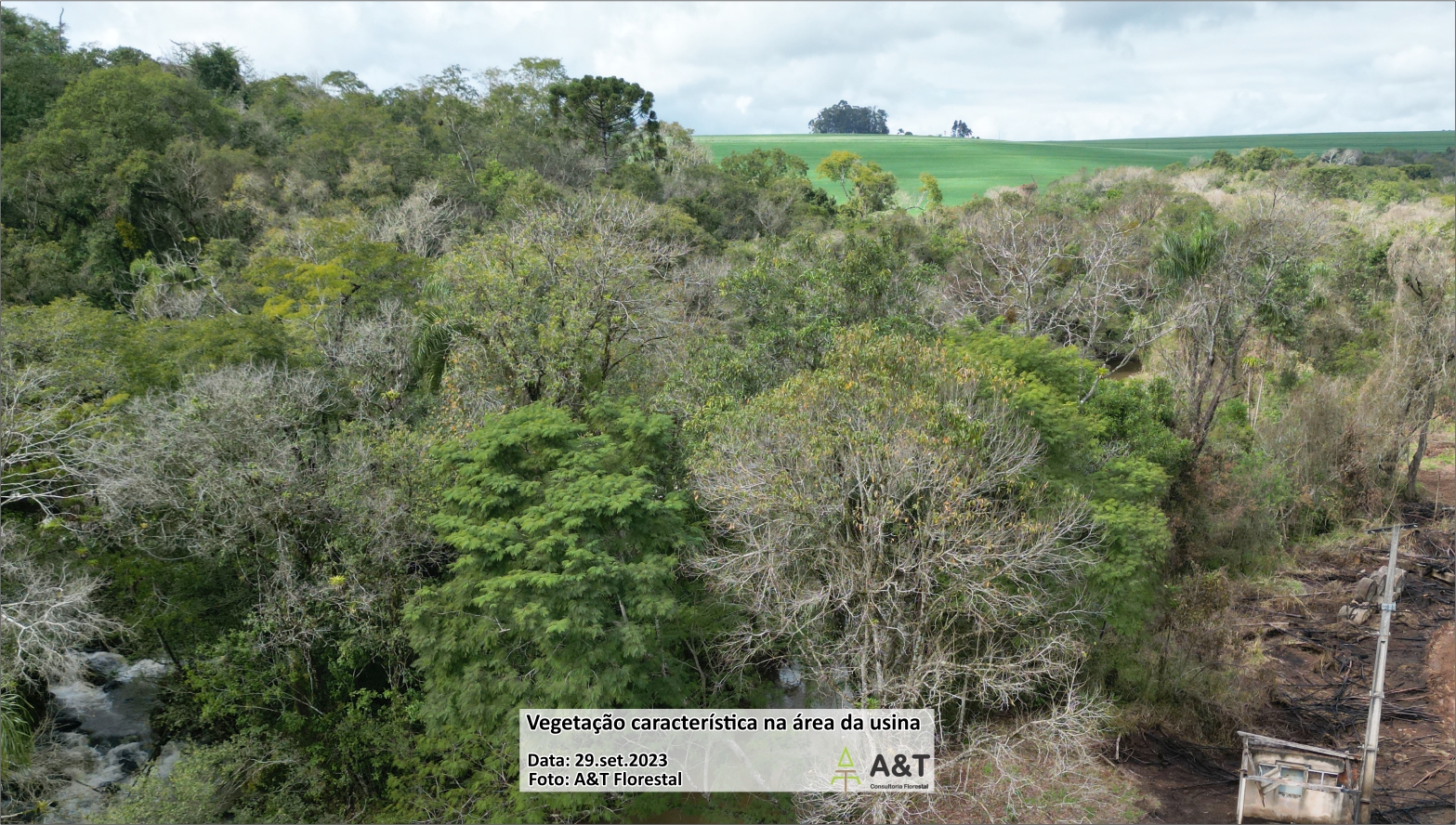 Vegetação característica na área da usina CGH Tamarana (Imagem de 29.set.2023)