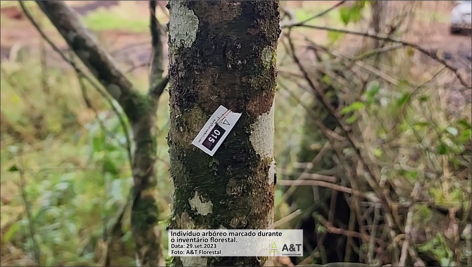 Marcação de indivíduo arbóreo no inventário florestal da CGH Tamarana (Imagem de 29.set.2023 por A&T Florestal)